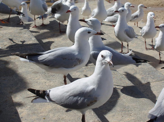 Hitchcock's Nightmare Comes True On Isle Of Wight