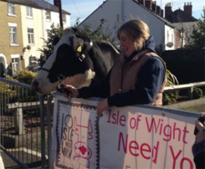 Cowes Cows