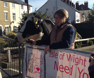 Holy Cow! Cows In Cowes!