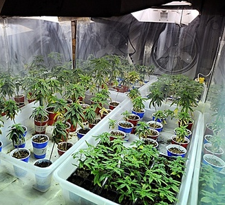 Elderly Couple Grew Large Cannabis Plant