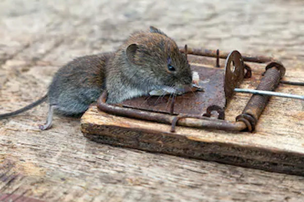 Mousetrap