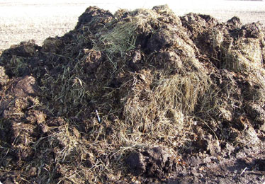 Council Amnesty For Fertilizer Thieves