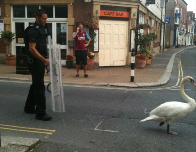 Riot Police Needed To Deal With Protesting Swan