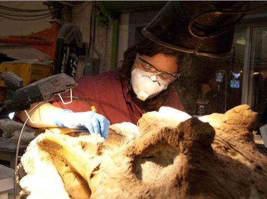 Red Squirrel Ancestor Found