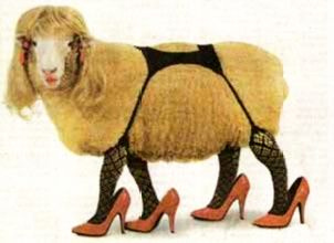 Island Tory Councillors To Be Replaced By Sheep